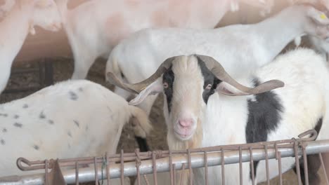 billy-goat with big horns looking at camera