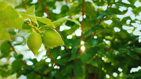 A-Few-Lemons-With-Water-Droplets-Ripen-In-The-Sun