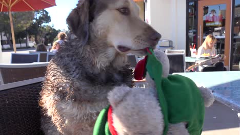 a dog holds a stuffed animal in his mouth