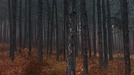 WALK-THROUGH-fogy-moody--MISTY-forest--WITH-NOPERSON