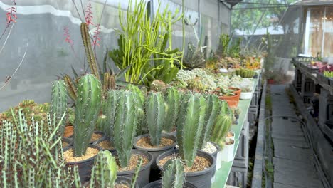 cacti and succulents in a greenhouse setting