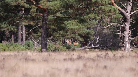 wild deer seen walking behind trees at de hoge veluwe national park