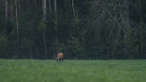 Un-Solo-Ciervo-Joven-Caminando-Comiendo-A-Finales-De-Otoño-Por-La-Noche-Al-Anochecer-En-La-Oscuridad