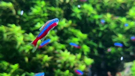 peces tropicales coloridos nadando en un exuberante acuario subacuático verde, primer plano