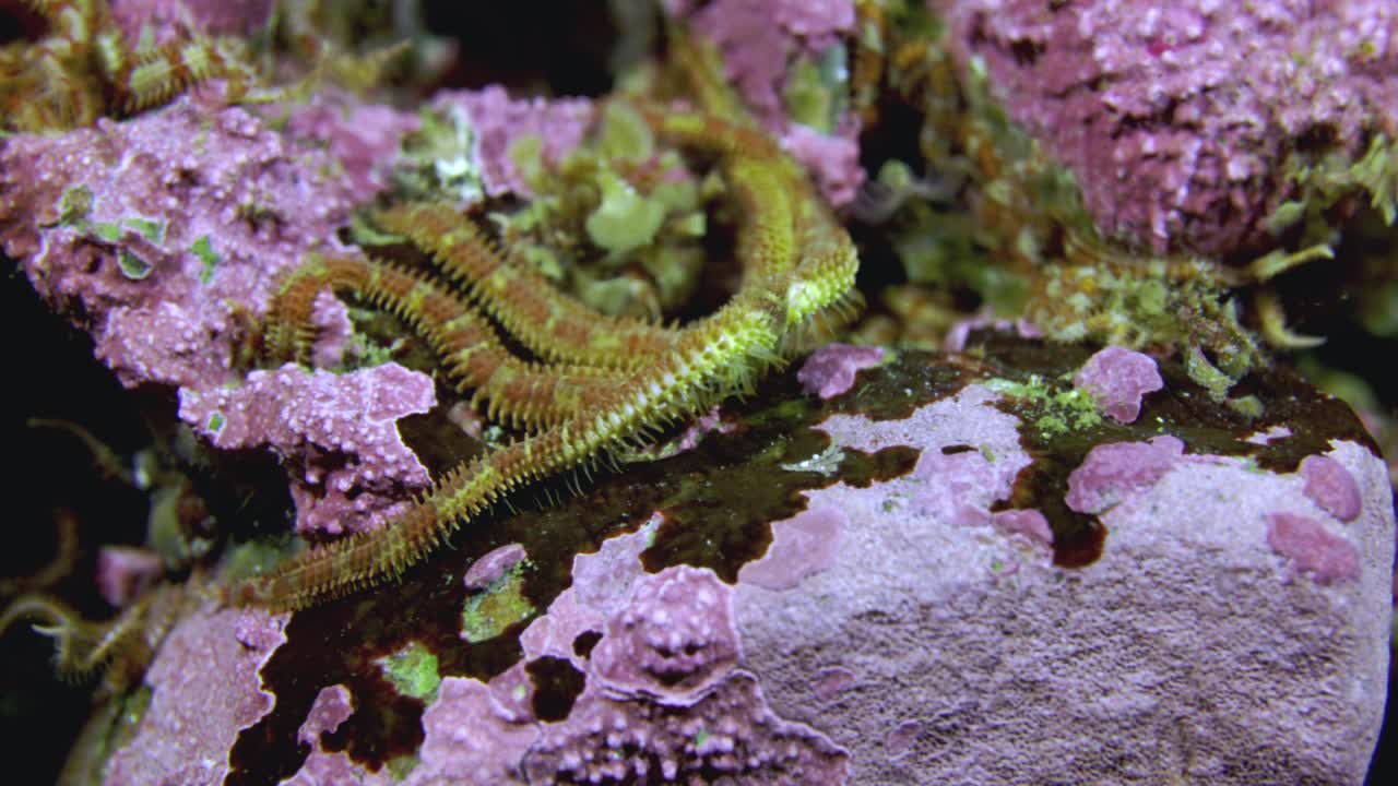 Brittle star moving in slow motion while diving in the thermocline in Perc&eacute; in 60fps in 4K