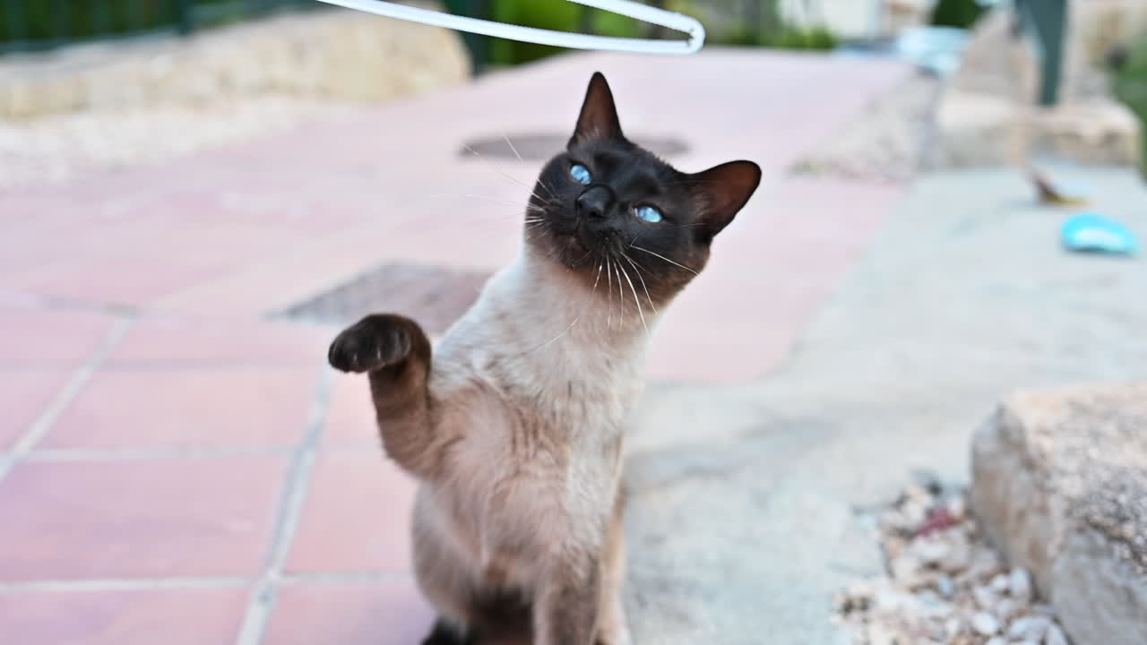 Gatto siamese che gioca all'aperto in Spagna, slow motion