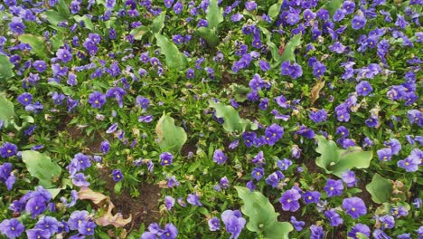 beautiful garden bed with many blue and violet flowers