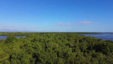 aerial view of lush green forest and winding river under clear blue sky