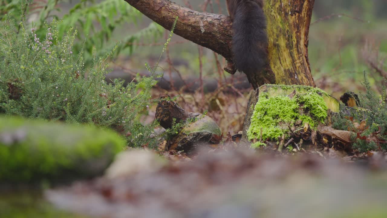 Red squirrel Sciurus vulgaris climbs over mossy log in woodland, slow motion detail
