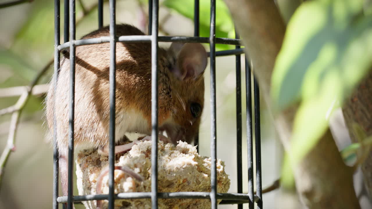 Forest mouse has sat down in a grid full of bird food and is now eating it comfortably in the sunshine. The rodent is not impressed by anything.