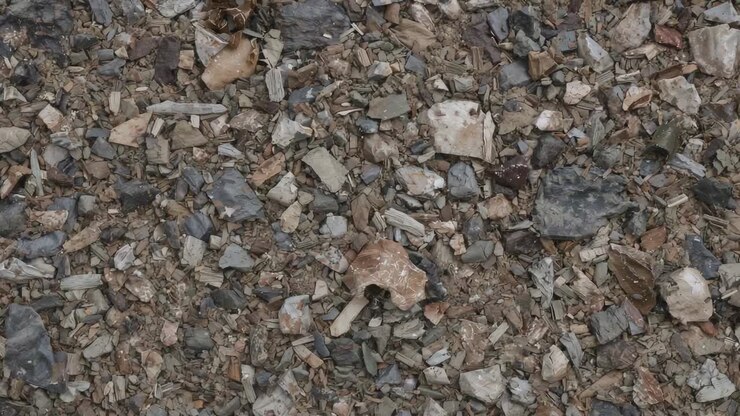 Overhead kamera glider hen over skaller og sten ved kystlinjen og blotlægger brun champignon