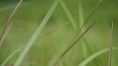 a perennial grass native to tropical and subtropical asia and also introduced to several countries