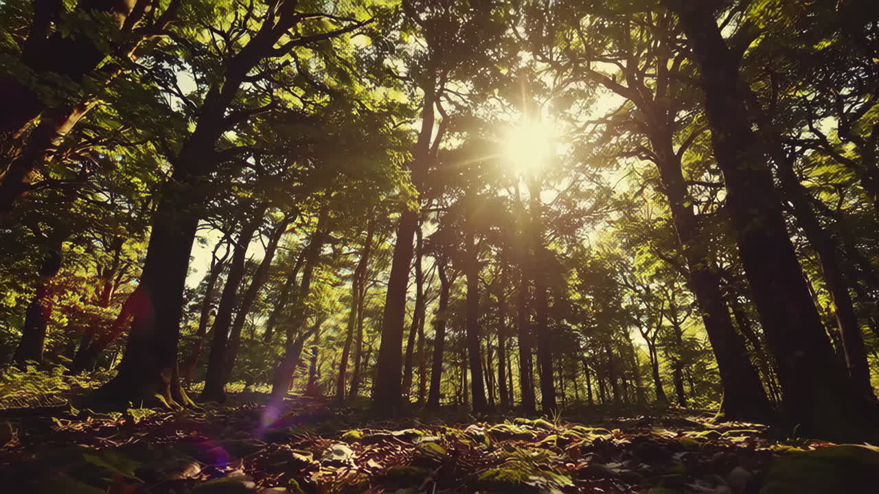 la luz del sol filtrándose a través de un denso bosque
