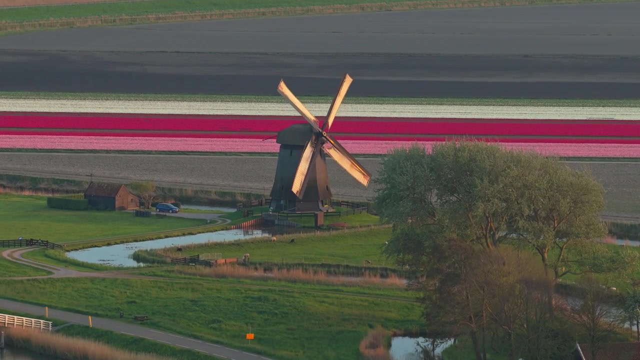 Tradizionale mulino a vento olandese che gira in un paesaggio di campi di tulipani colorati