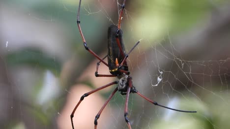 spider in web with baby spider .