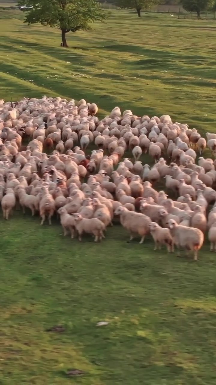 Pastori che guidano un grande gregge di pecore nei campi della Georgia.