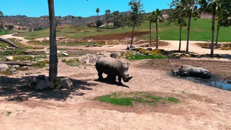 rhinos at the san diego safari park zoo and one is playing in mud