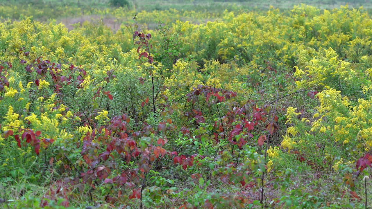광야의 초가을에 아름다운 갈조색 들판