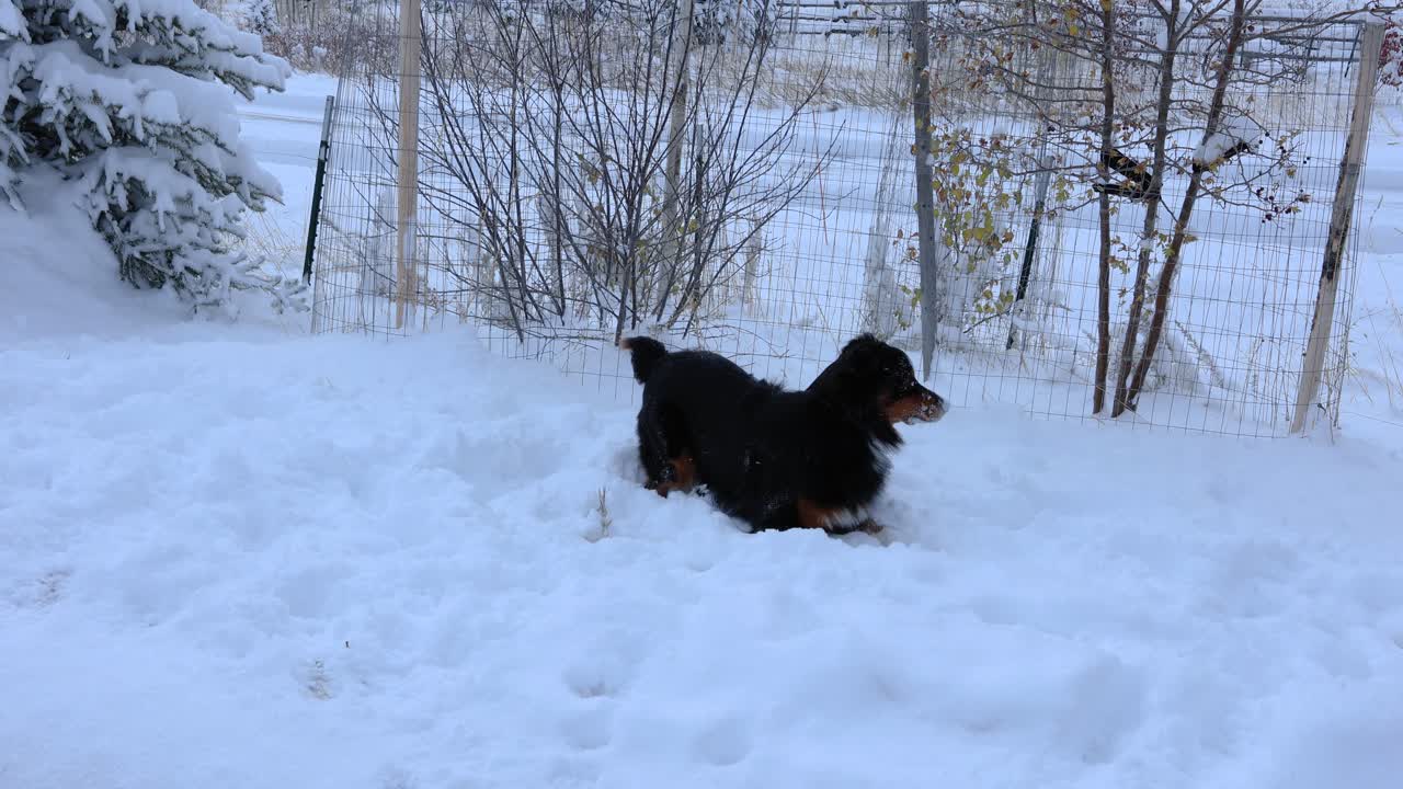 cachorro pastor australiano jugando en la nieve en bozeman montana 4k cámara lenta