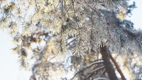 low angle shot of snow-covered pine tree branch under the morning scenic solar light