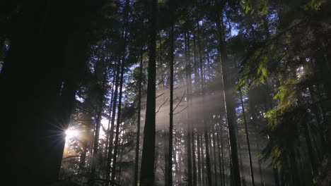 Sun-shining-through-the-trees-in-the-middle-of-a-forest