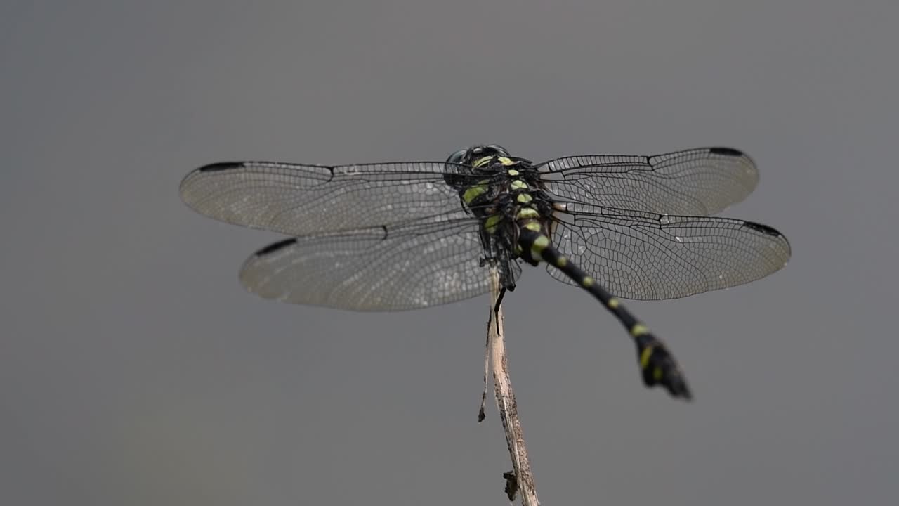 일반적인 flangetail 잠자리는 태국과 아시아에서 흔히 볼 수 있습니다.