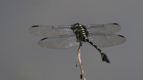 Die-Gemeine-Flanschschwanzlibelle-Kommt-Häufig-In-Thailand-Und-Asien-Vor