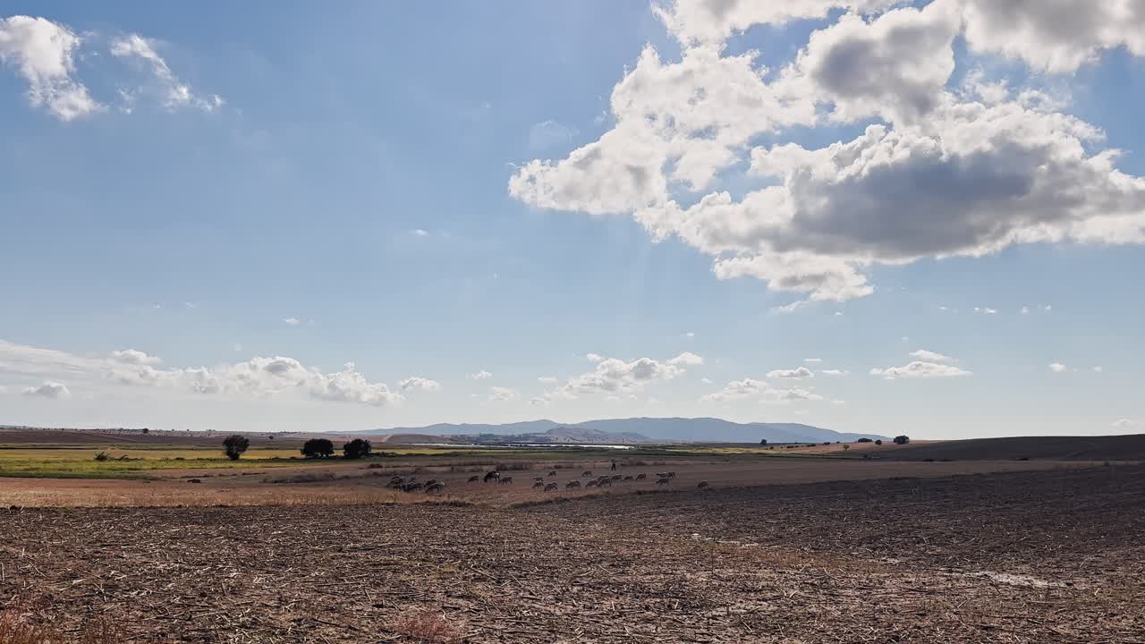 소, 송아지, 양, 염소가 마을 에서 잔디를 고 먹이를 먹고 있습니다.