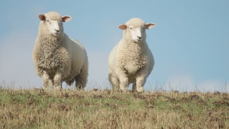 A-flock-of-sheep-on-the-hill-on-a-lush-green-meadow