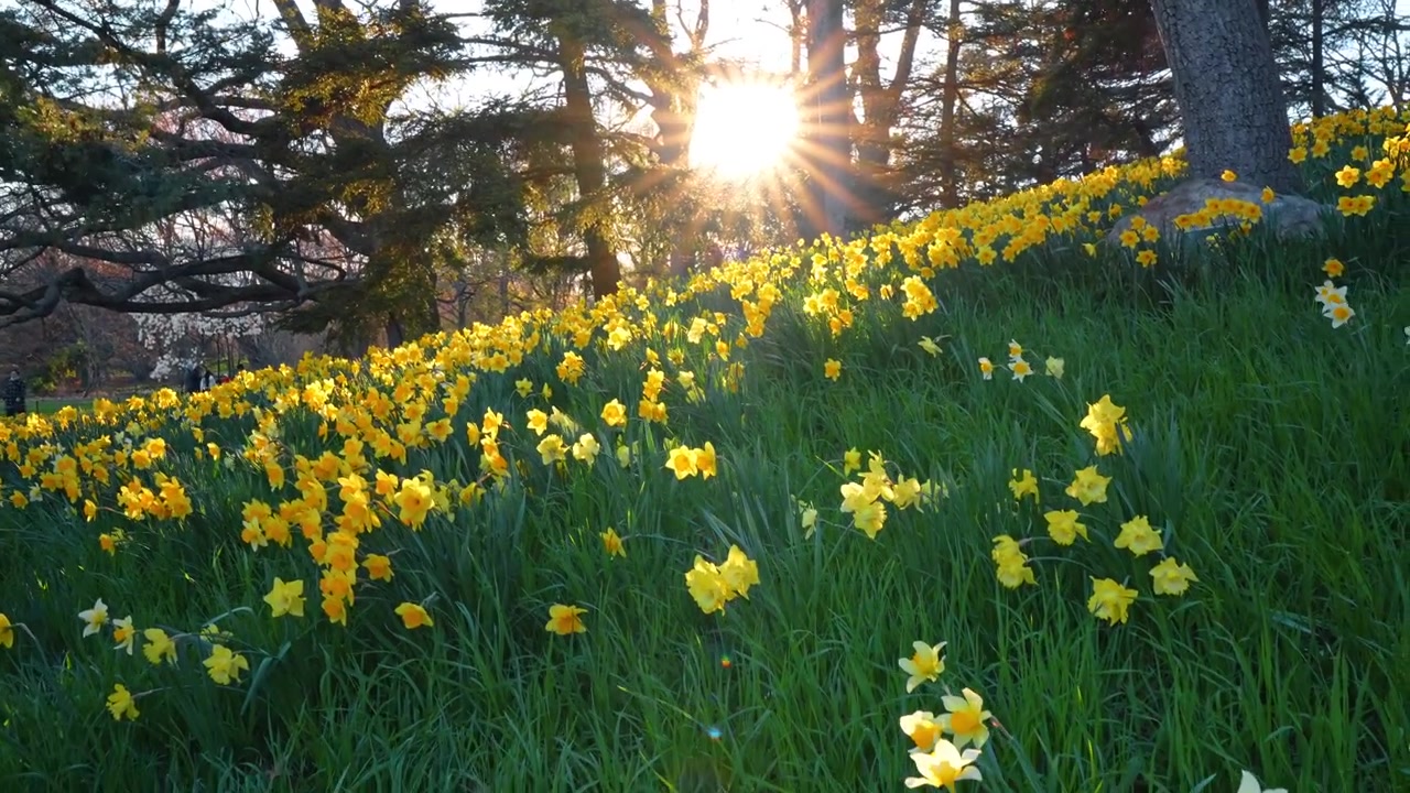 Panchina di legno del parco vicino a un campo di narcisi gialli primaverili. Panchina del parco che si affaccia su una collina di narcisi in fiore al Giardino Botanico di New York durante l'ora d'oro