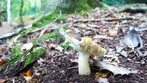 Woodland-yellow-Chanterelle-wild-mushroom-fungi-growing-on-autumnal-forest-floor-left-dolly