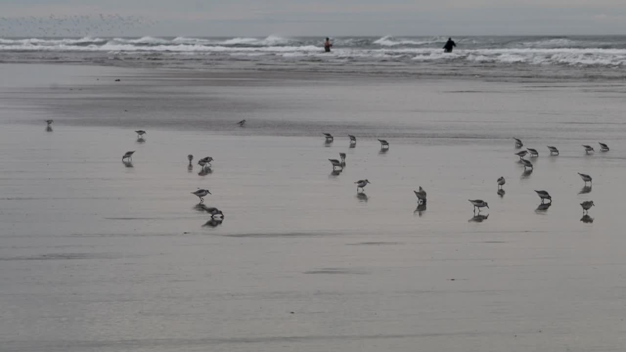 해변에 있는 도요새가 파도에서 먹이를 먹고 있습니다.