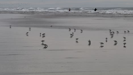 Lavandera-En-La-Playa-Alimentándose-En-Las-Olas