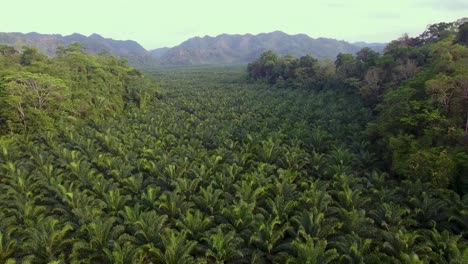 Antena-Sobre-Una-Plantación-De-Palmeras-En-Las-Laderas-De-Cobán,-Guatemala