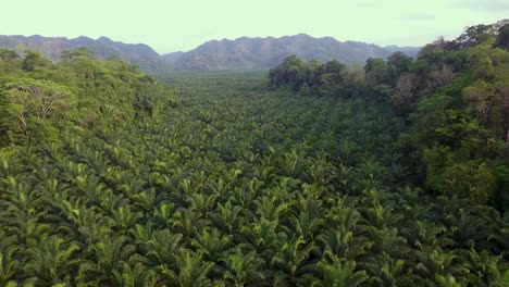 aerial over a palm plantation on hillsides in coban guatemala