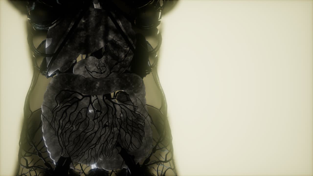 resonancia magnética de contraste de los órganos del cuerpo humano