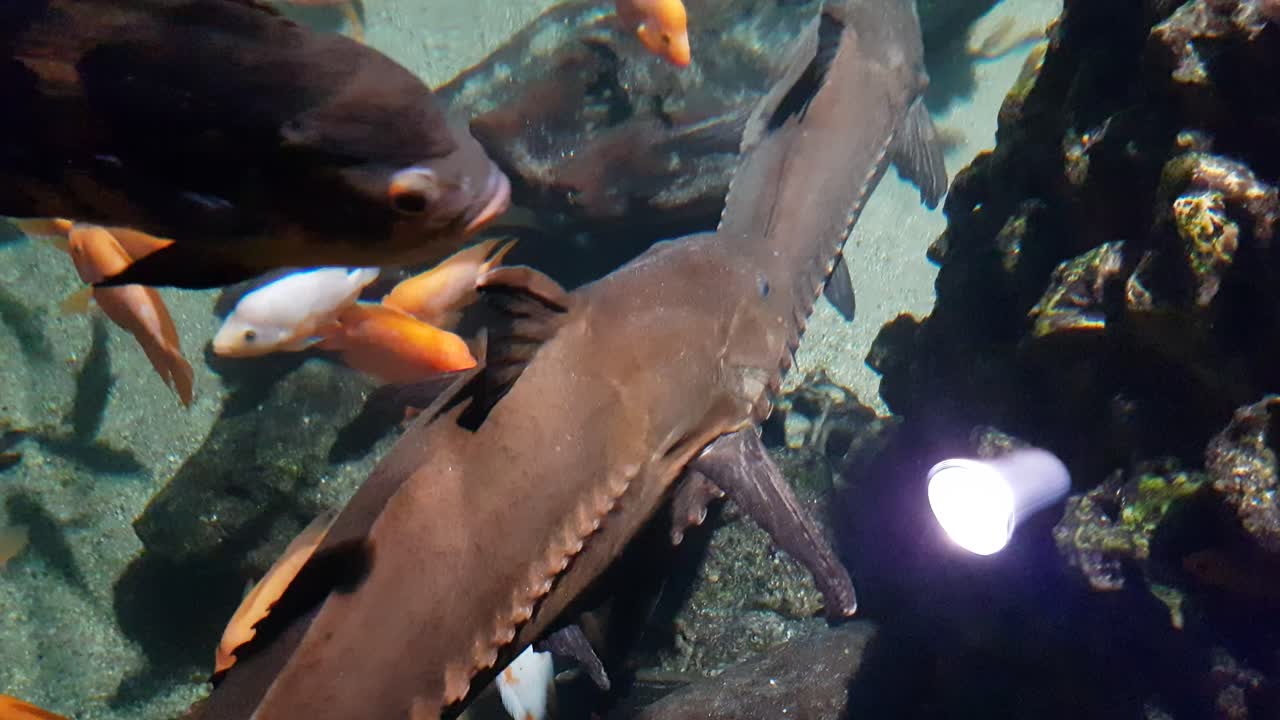 Ripsaw catfish swimming next to a white goldfish and a red devil cichlid fish and oscar fish