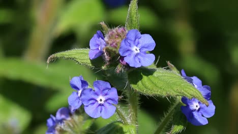 Closeup-of-Green-Alkanet,-Pentaglottis-sempervirens,-flowers-in-Spring