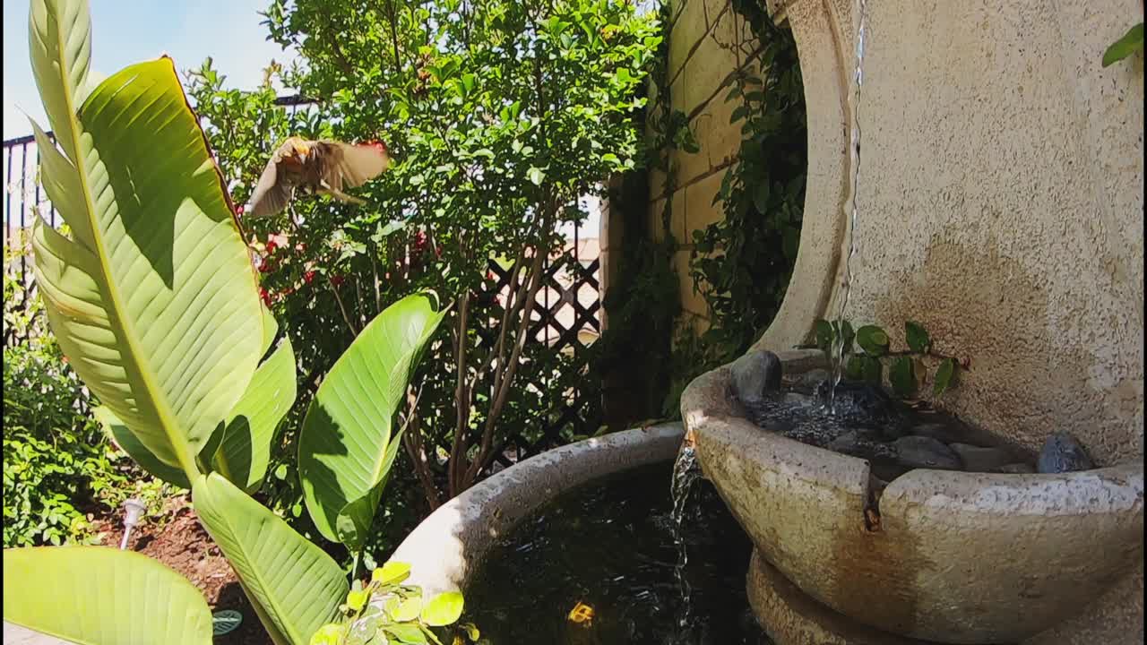 tiro estático, cámara lenta de un pájaro, aleteo de alas, volando hacia una fuente de agua, agua potable, en los ángeles, california