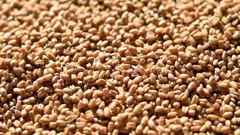 slow and cinematic pan of wheat grains in a heap