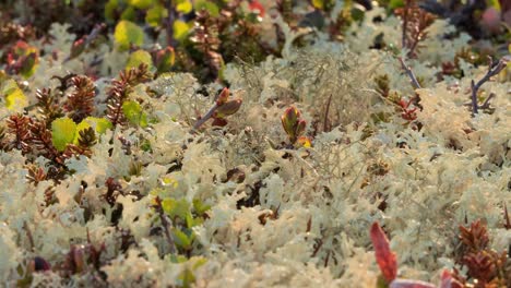 close-up of tundra vegetation