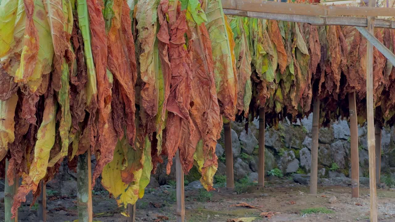 Detailed shot of harvested tobacco leaves air-drying on wooden frames under natural sunlight