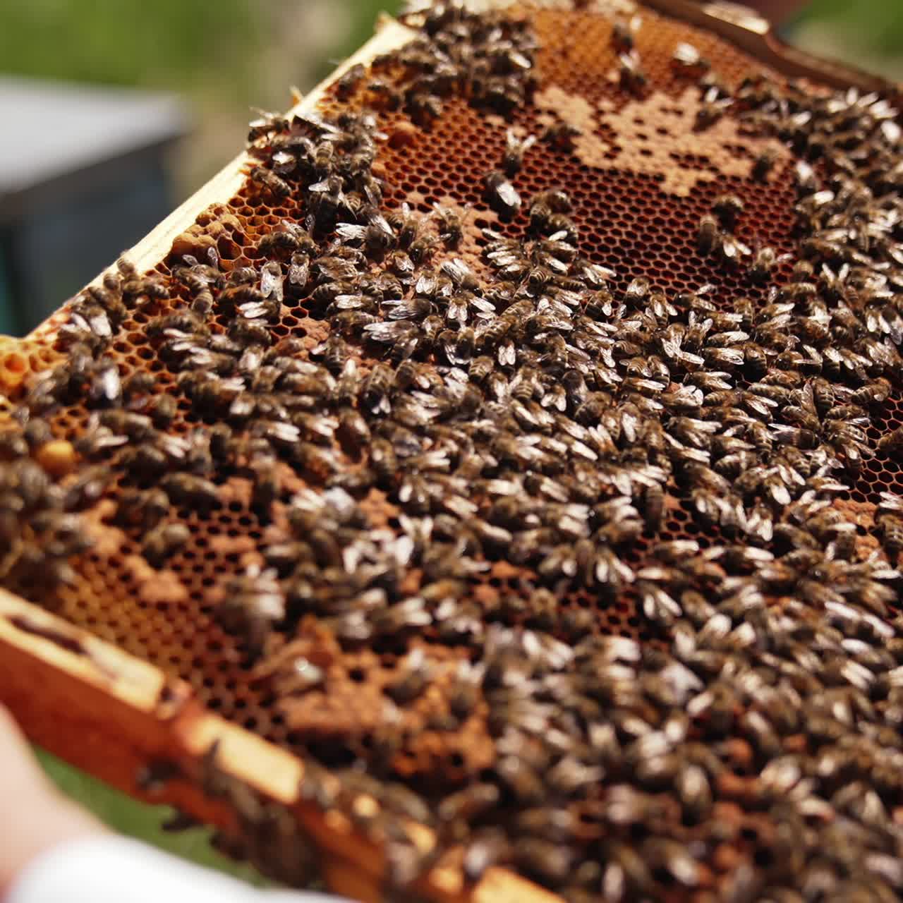 Frame with bees and honey. Apiarist holding a honey frame with insects crawling and working. Close-up. Beekeeping concept