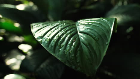 Static-shot-of-lush-green-leaf-moving-in-jungle