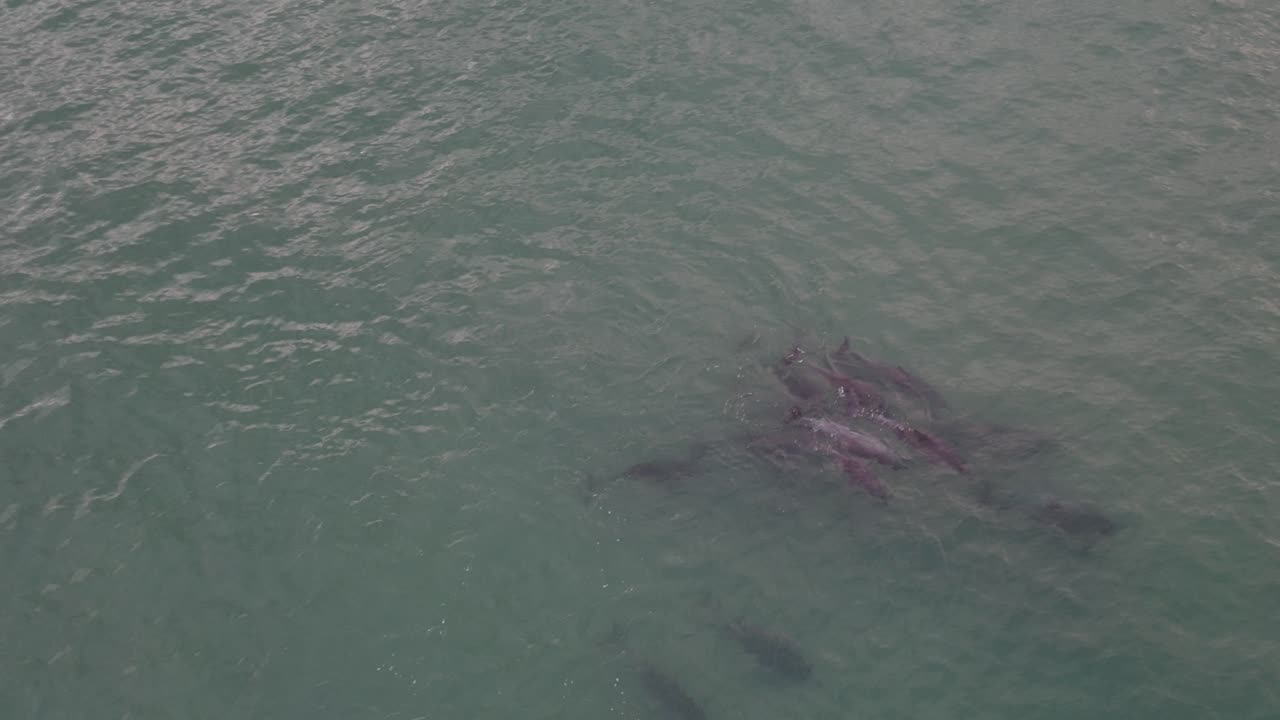 Dolphin Swarm early in the morning near Shark Island in Port Stephens, NSW Australia