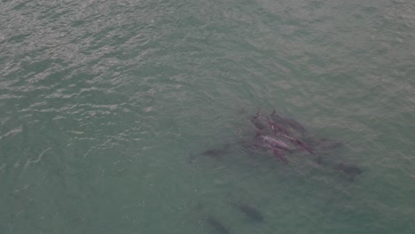 dolphin swarm early in the morning near shark island in port stephens, nsw australia