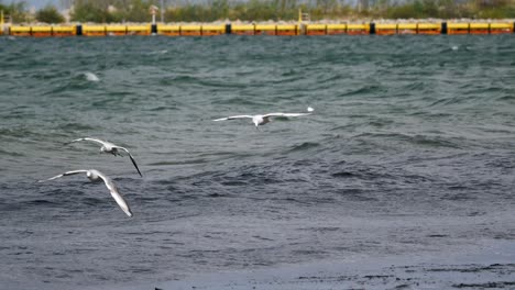 gaviotas volando sobre las olas del mar