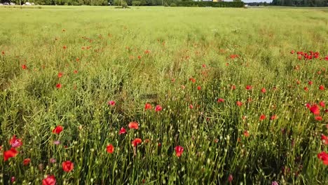 Green-meadow-with-blooming-poppy-flowers,-aerial-fast-fly-view