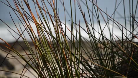 looking at the ocean through long grass as the focus shifts from ocean to grass