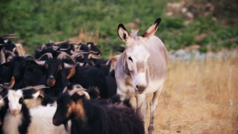 donkey walks with goats